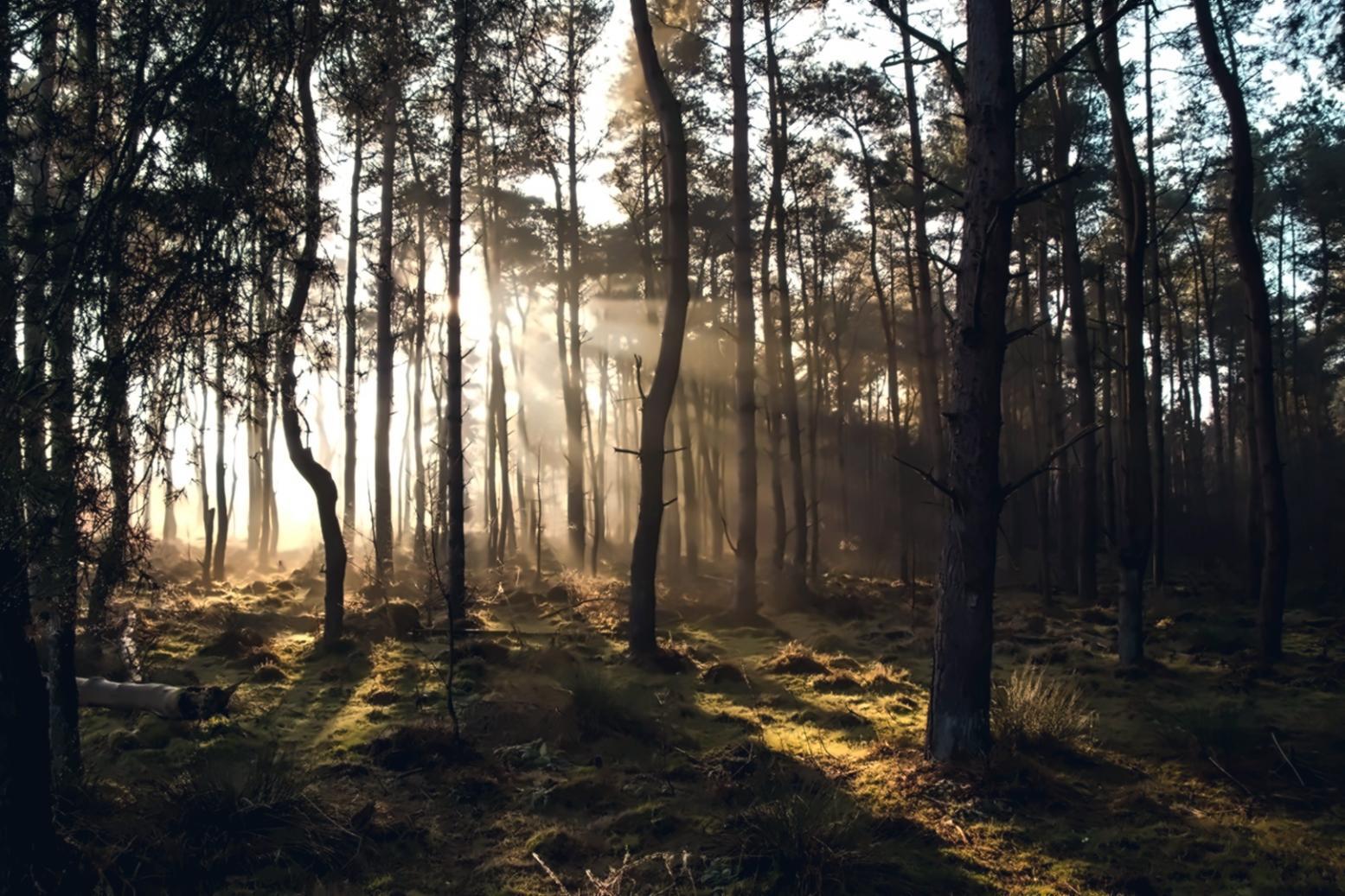 Collaborative paleoecological research environment and community engagement